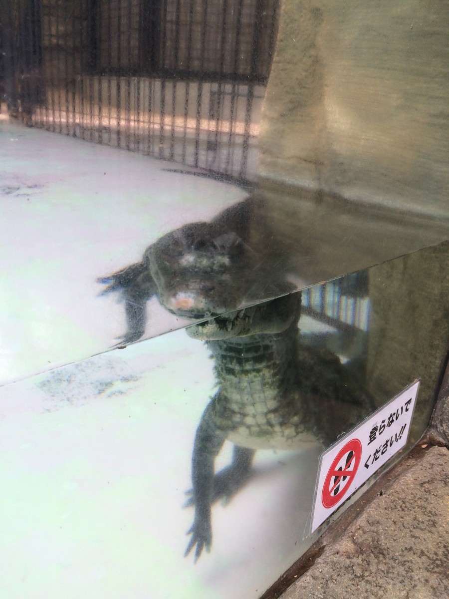 17 7 23 熱川バナナワニ園1 3 Paperdiverのblog