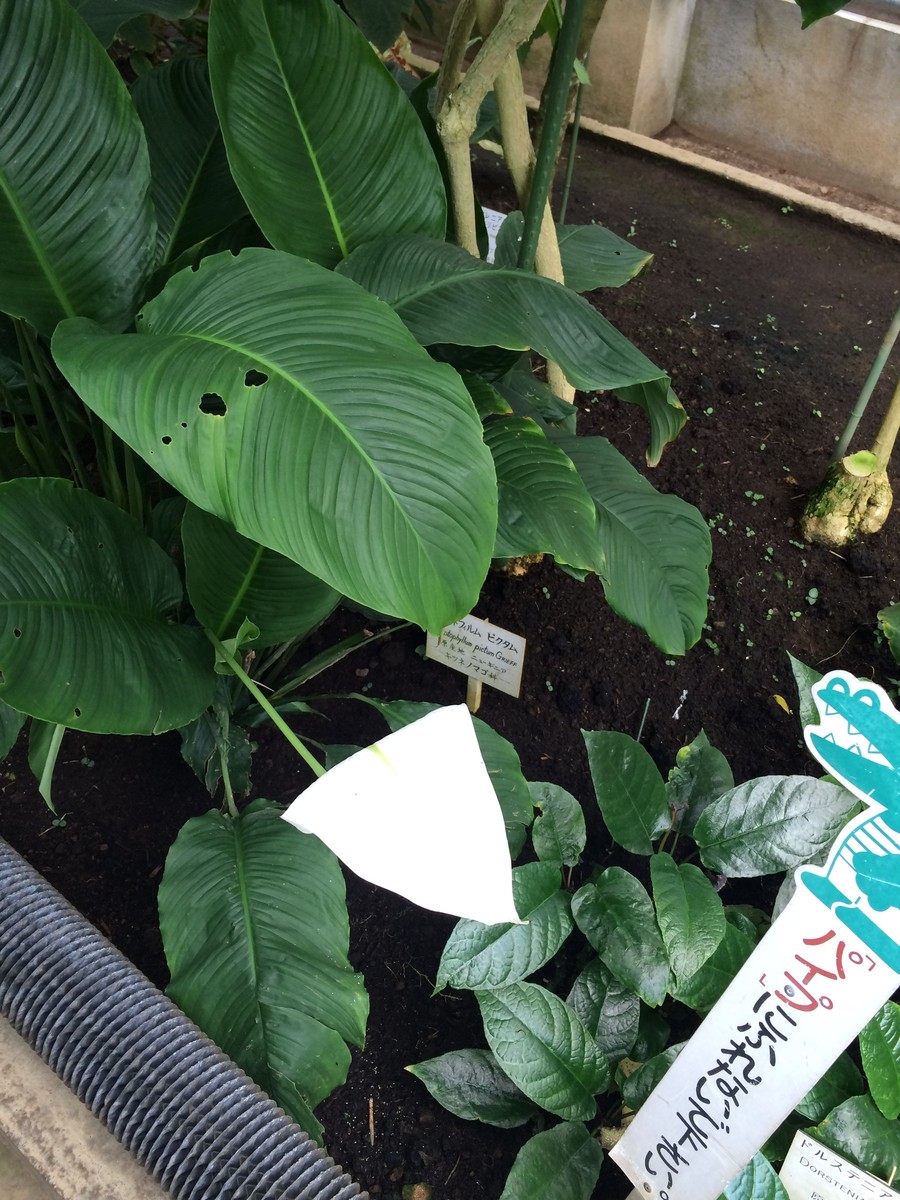 バナナワニ園3 3 植物園 Paperdiverのblog バナナワニ園3 3 植物園 Paperdiverのblog