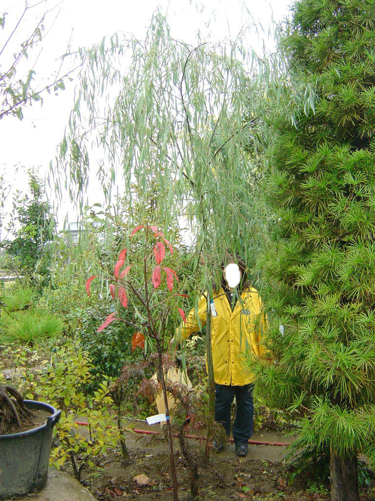 庭の歳月 庭木 イングリッシュガーデンと中部横断道の物語