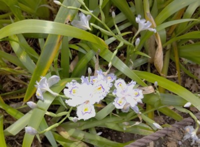 三渓園内の花の写真