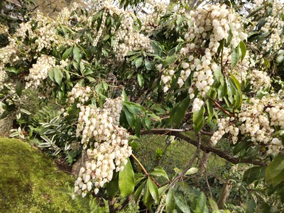 三渓園内の花の写真