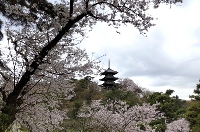 三渓園の三重塔と桜の写真