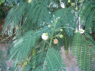 Acacia パレルモの優雅な 生活