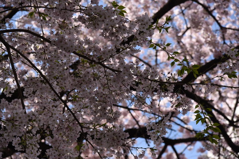 20170412　桜の花