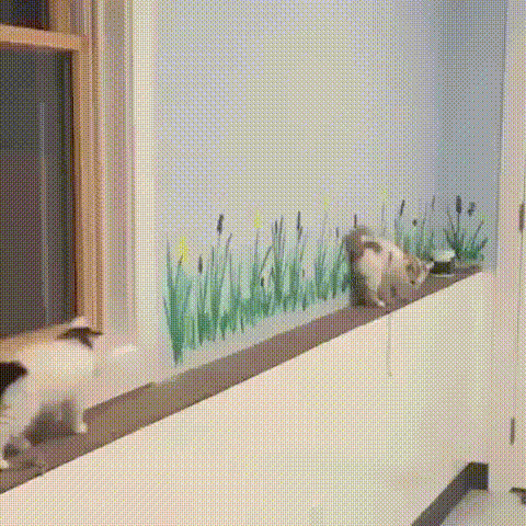 驚愕 この猫ちゃん凄すぎワロタwwwwwwwww 虎 Lucky 驚愕 この猫ちゃん凄すぎワロタwwwwwwwww 虎 Lucky