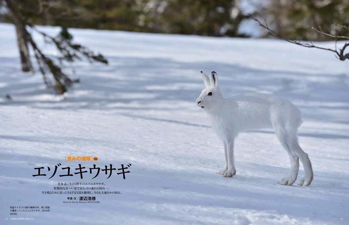 選択した画像 ホッキョクユキウサギ ホッキョクユキウサギ Takeottowasekimatsuydq