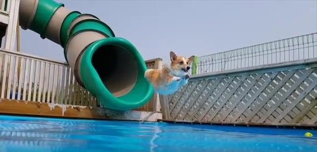 夏を満喫するコーギー達がかわいすぎる 爆笑あにまる 夏を満喫するコーギー達がかわいすぎる 爆笑あにまる
