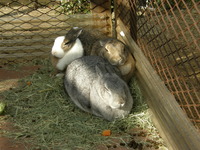 20120114 うさぎだんご