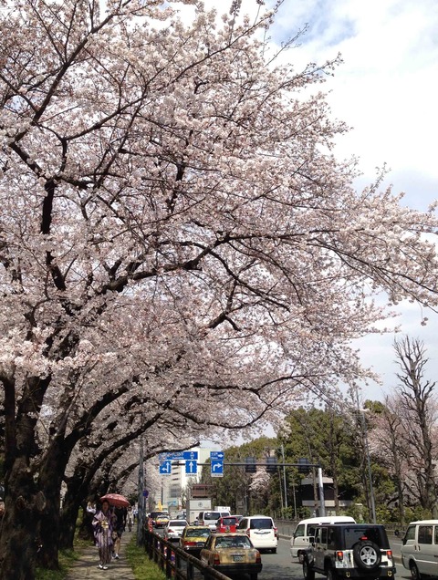 saakura