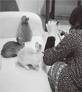 うさぎ