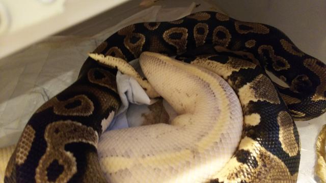 ボールパイソン 交尾 回転姿勢 Uroboros 爬虫類 ボールパイソン その他の記録日記 ボールパイソン 交尾 回転姿勢 Uroboros 爬虫類 ボールパイソン その他の記録日記