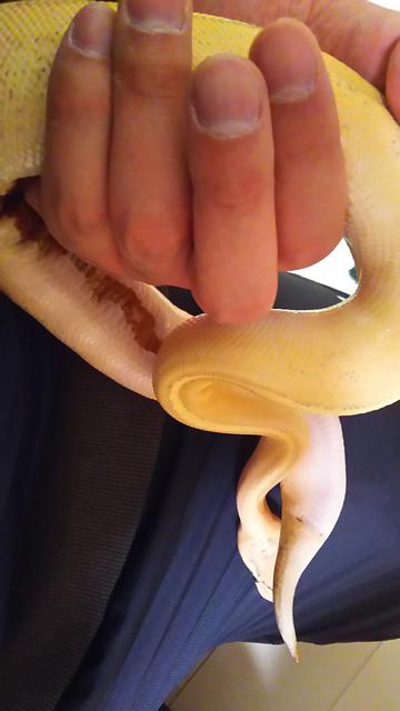 低温やけど Uroboros 爬虫類 ボールパイソン その他の記録日記 低温やけど Uroboros 爬虫類 ボールパイソン その他の記録日記