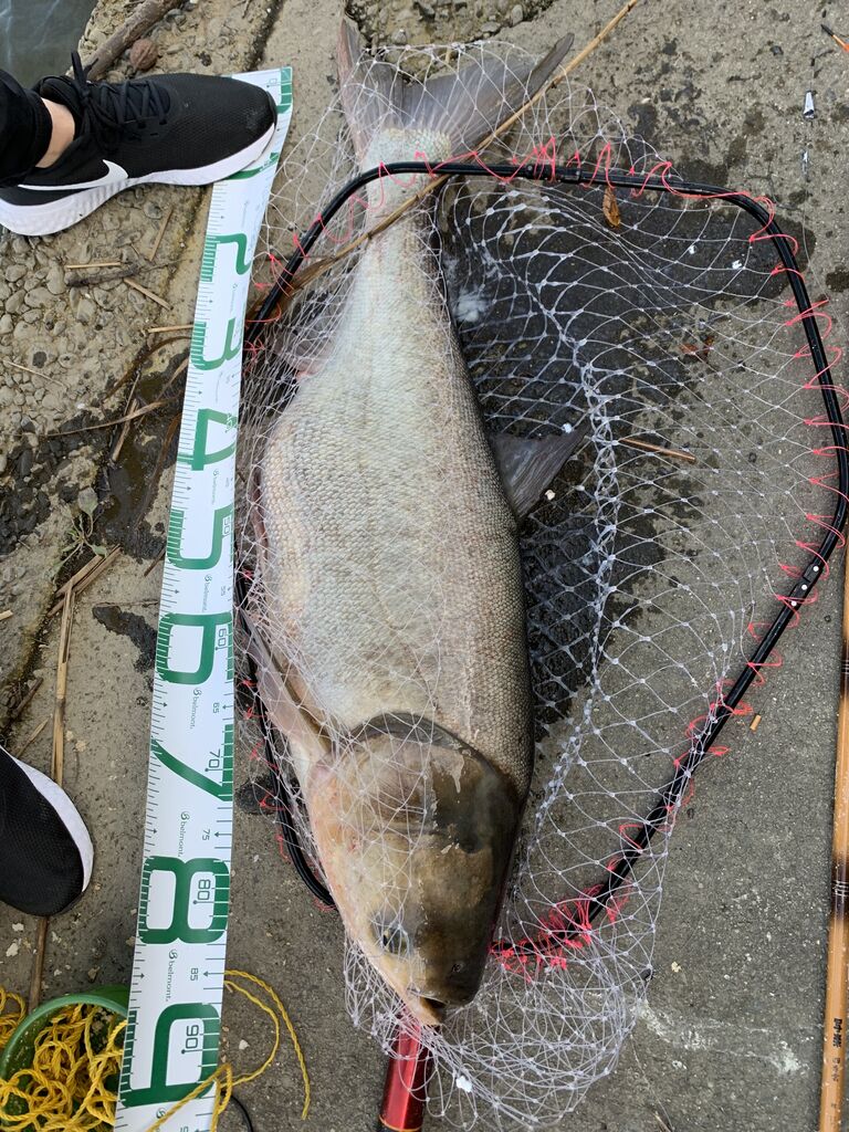 レンギョ釣り 東京都 花畑運河編 淡水魚狙い Tknr1114 レンギョ釣り 東京都 花畑運河編 淡水魚狙い Tknr1114