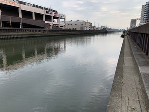 レンギョ釣り 東京都 花畑運河編 淡水魚狙い Tknr1114