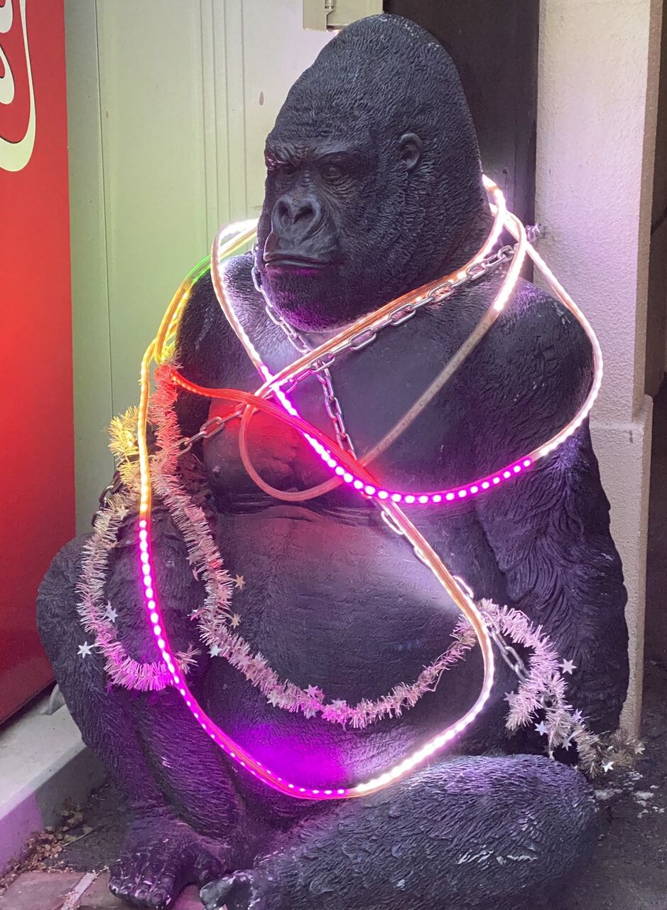 動物の様なゴリラの様な ばばぁ天下とからっ風 動物の様なゴリラの様な ばばぁ天下とからっ風