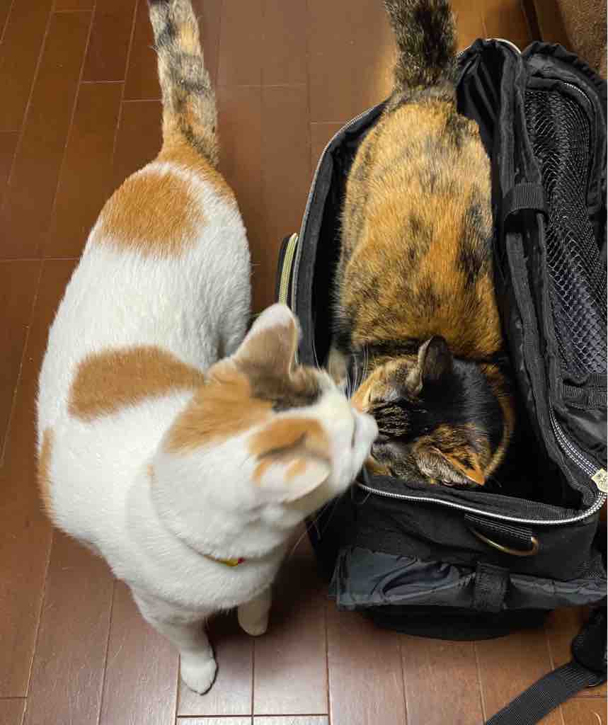 猫と一緒に散歩できるリュック ちょこっと えにっき ねこ 猫と一緒に散歩できるリュック ちょこっと えにっき ねこ