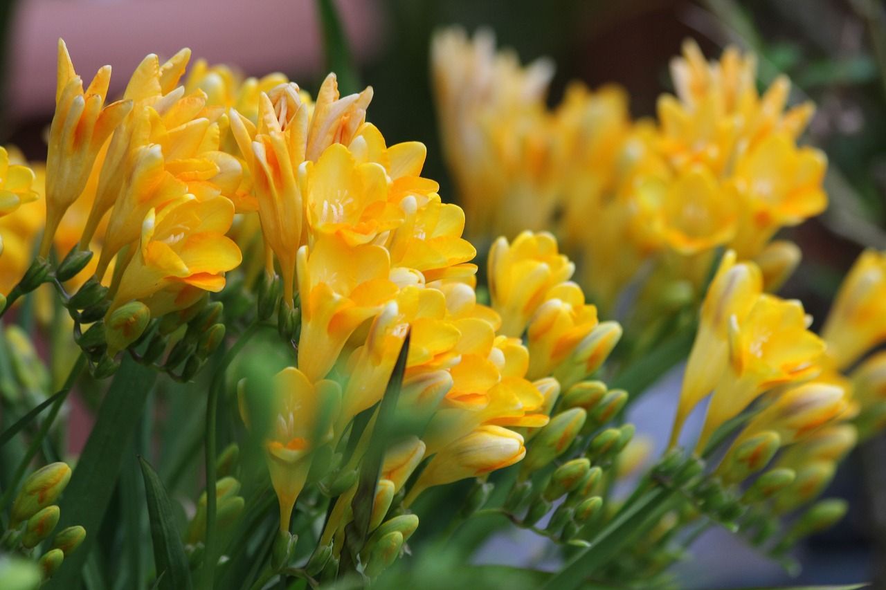今の花です 自然がいっぱいの勝浦から Part