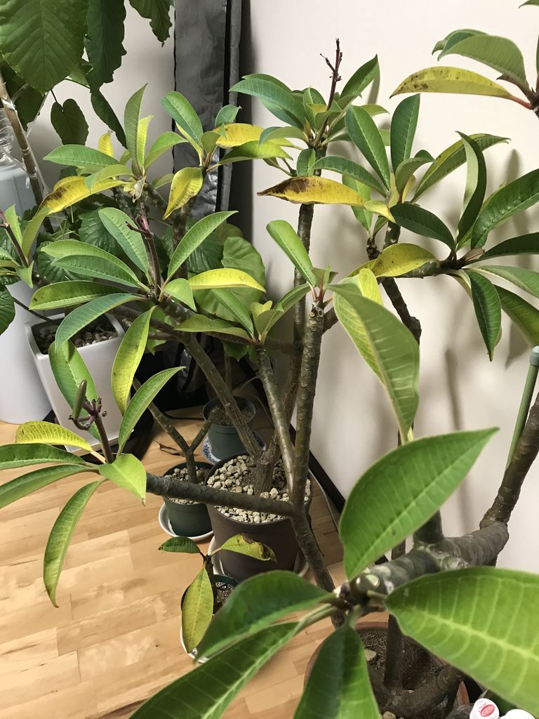 プルメリアの種と冬越し Hackberryのblog