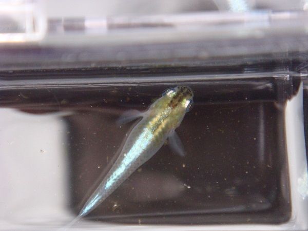 幹之メダカの種親たち 大地の民の日記