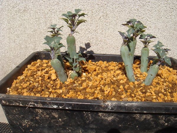 セネシオ 七宝樹 モンキーツリー とエアープランツの成長 大地の民の日記