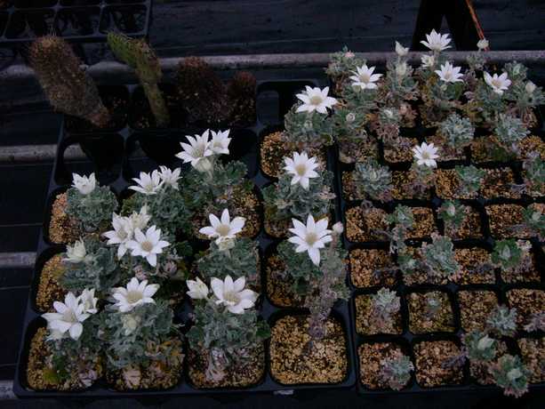 自家採種したフランネルフラワーの開花 大地の民の日記