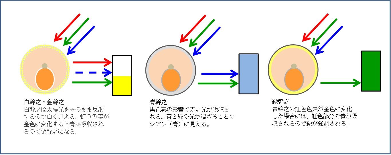幹之メダカの体色 大地の民の日記