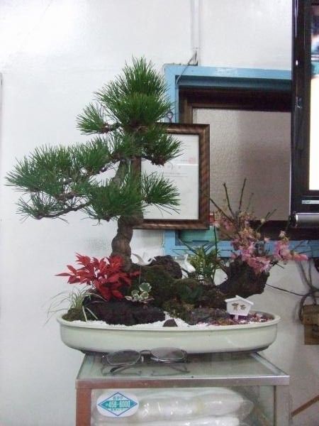 miyosiyu_bonsai.jpg