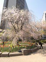 常磐橋公園　桜と花壇