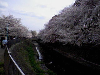 2009_asagaya_ayumi_sakura1.jpg