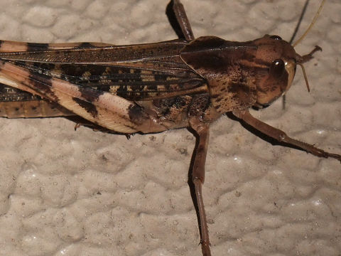 Locusta migratoria_02.JPG