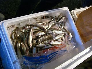 resize0028.jpg