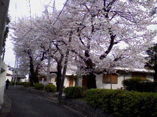 2009_asagaya_ayumi_sakura6.jpg