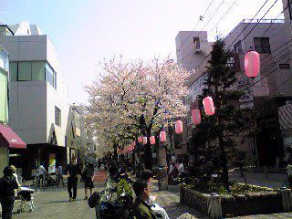 SAKURA2007b.jpg