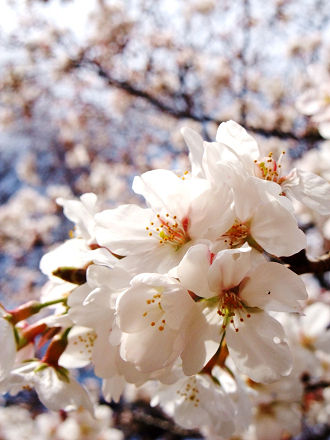 20110402_nikotama