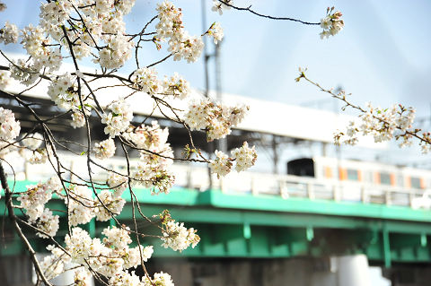 20100409 nikotama_sakura_2.JPG