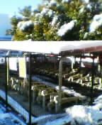 2006yuki7.jpg