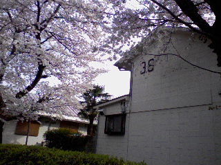 2009_asagaya_ayumi_sakura8.jpg