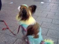 虹を持つ犬。。。響きがかっこいい。か?いやそうでもないか?