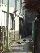 misyuku_091120.jpg