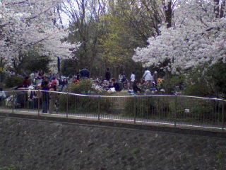 2009_asagaya_ayumi_sakura2.jpg