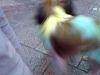 犬、猫、うさぎ、とか