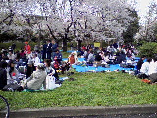 2009_asagaya_ayumi_sakura3.jpg