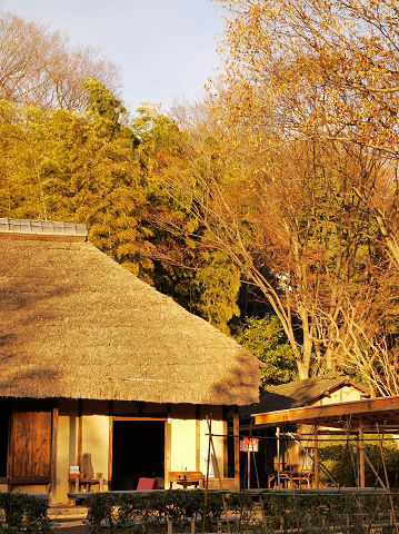 20100301_nikotama_01.JPG