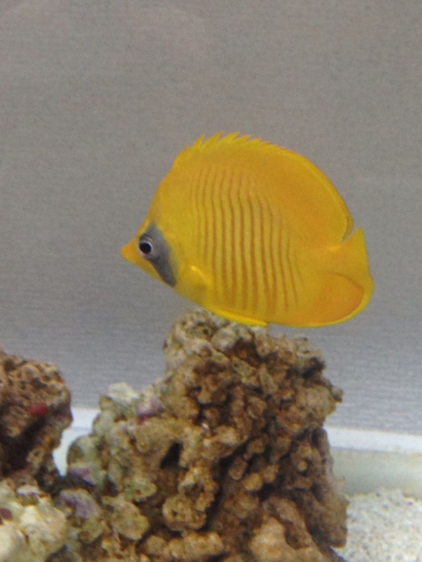 あさり 気ままな魚生活 あさり 気ままな魚生活