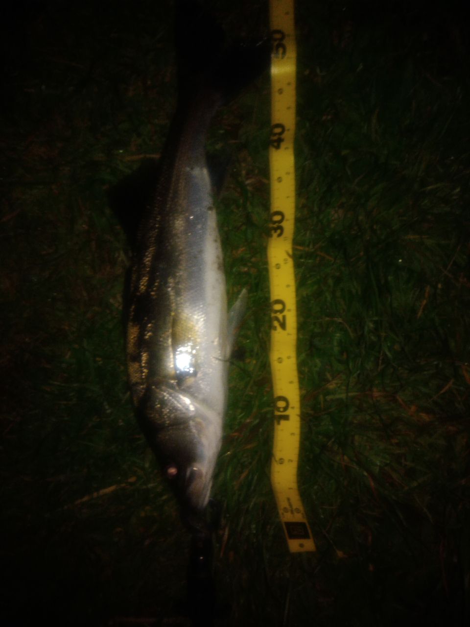 続々稚鮎パターン 那珂川シーバス 茨城ソルトウォーターフィッシングもろもろ