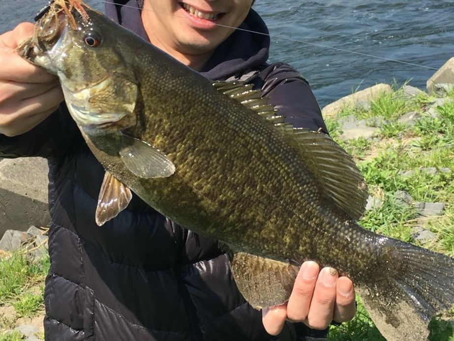 春爆 河川のスモールマウスバス 茨城ソルトウォーターフィッシングもろもろ