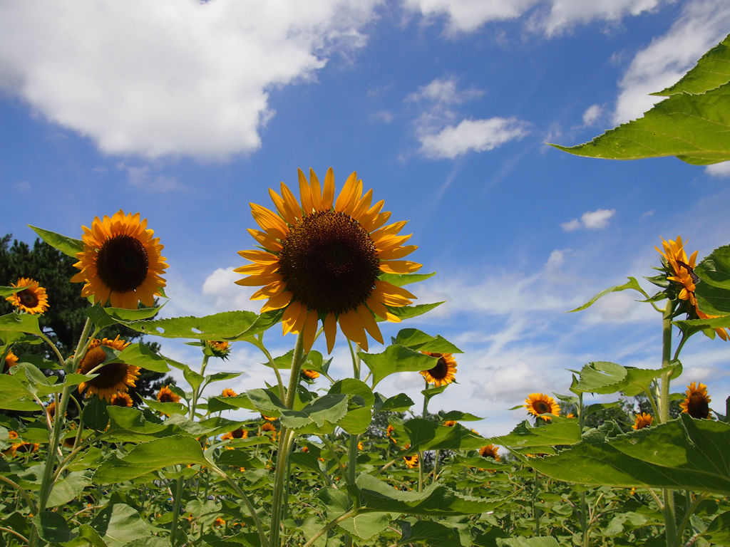 ひまわりを見に 万博記念公園 E P3 明日もきっといい天気