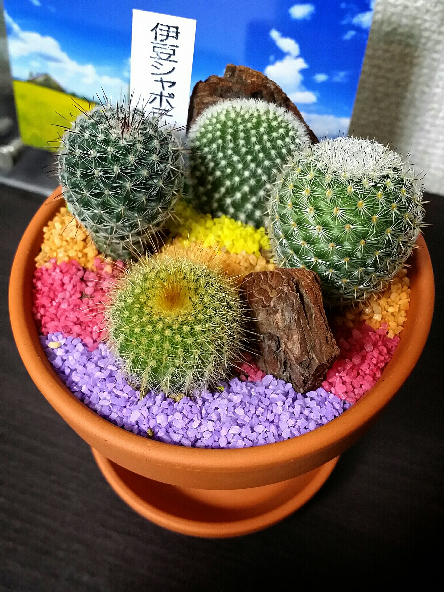 タネから育てるサボテン 1 明日もきっといい天気