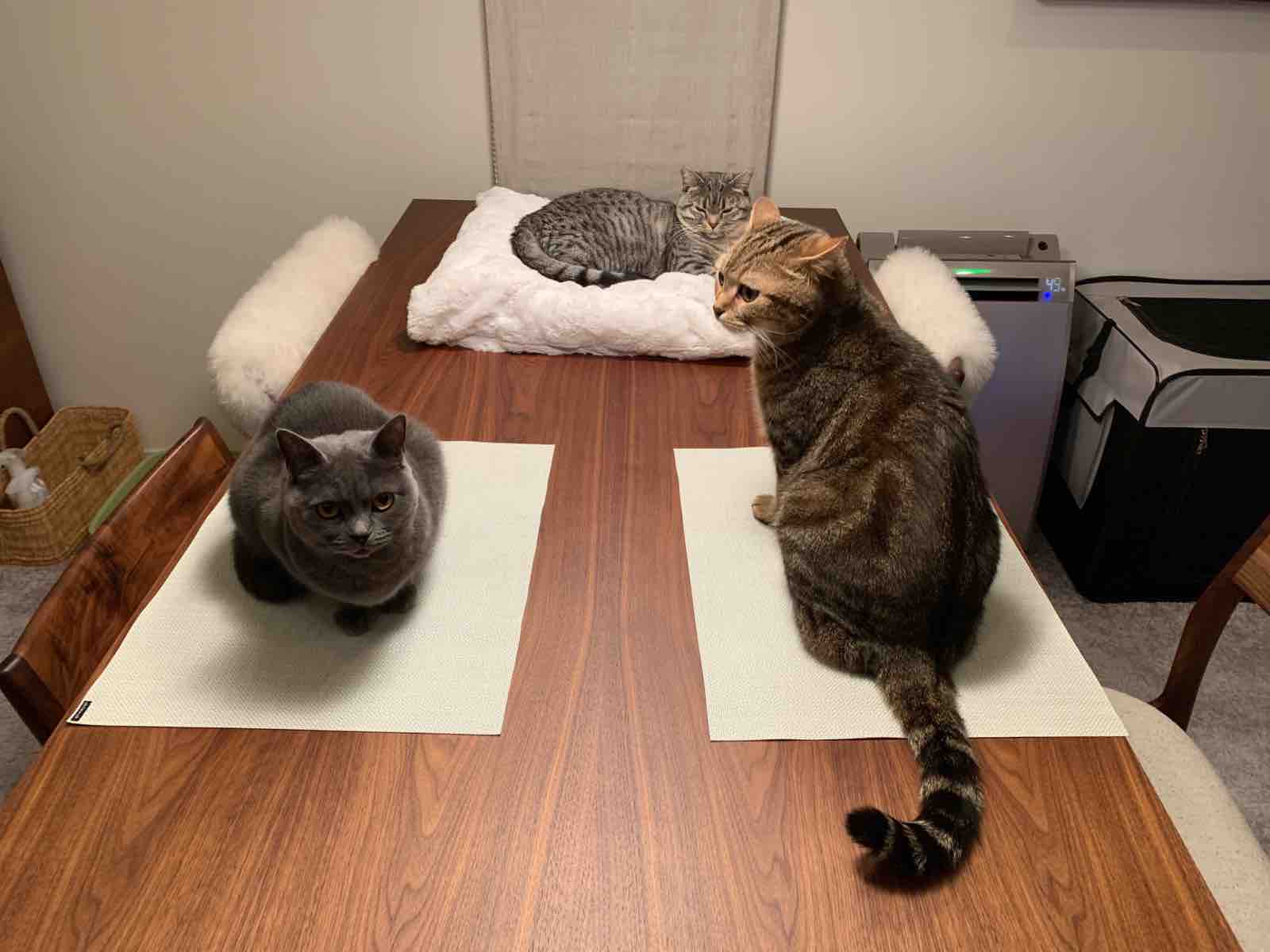 猫ワープ ランチョンマットが猫ワープ おじさんとボクとねこ