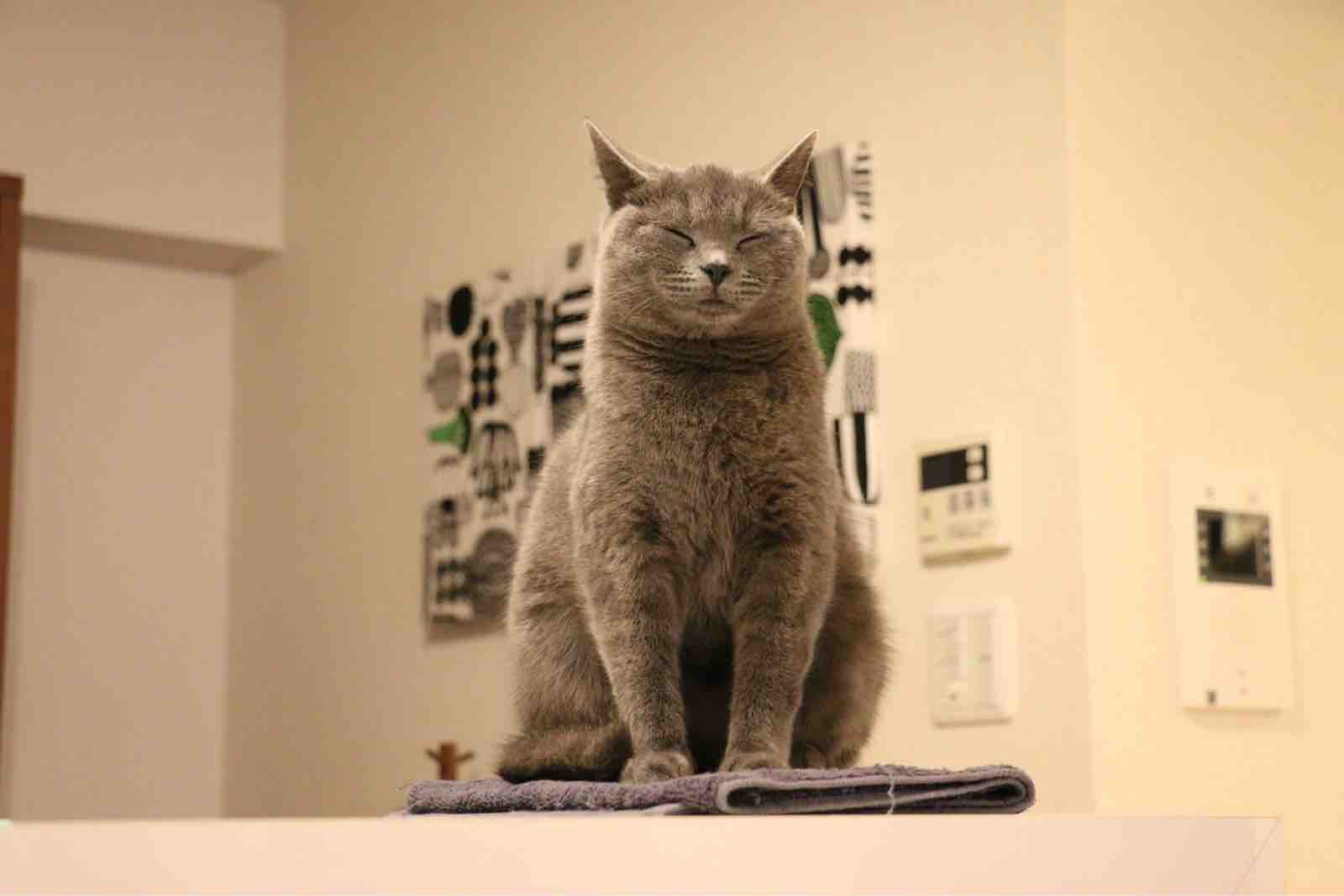 ねこワープ わざわざそんな狭い所に座らなくても おじさんとボクとねこ